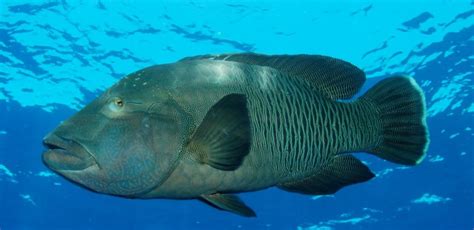 napoleon fish|Humphead Wrasse Facts, Pictures & Info: Coral Reef Endangered Fish.